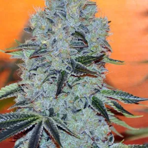 Anesia Seeds - Mob Boss