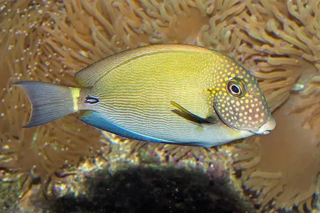 Freckle Face Tang  (Acanthurus maculiceps)